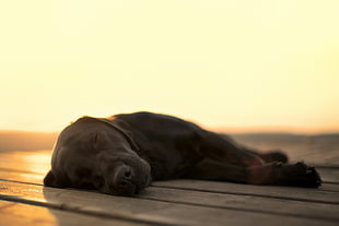 black Labrador retriever sleeps on wooden floor during golden hour